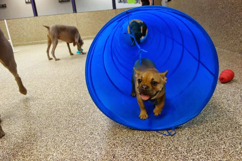 Pawsitively Pooched - Calgary pet otel