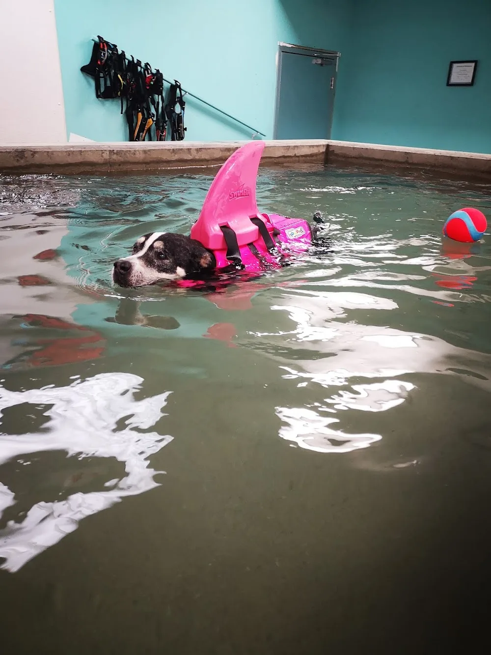 Pawsitively Pooched - Calgary pet otel görseli 3