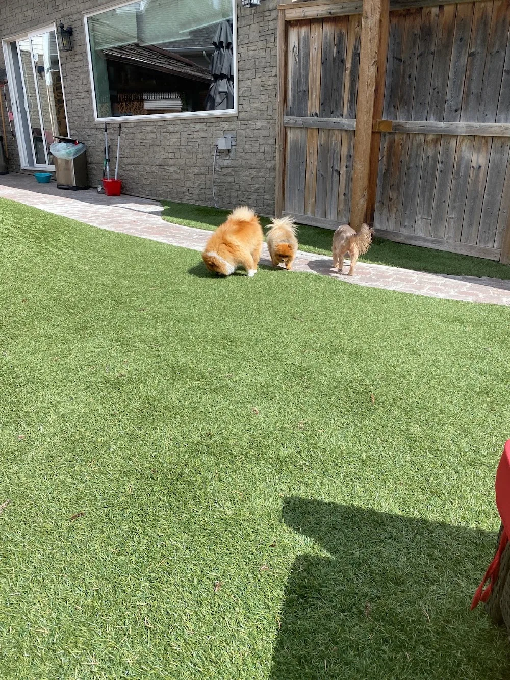 Petit Paws Calgary - Calgary pet otel görseli 3