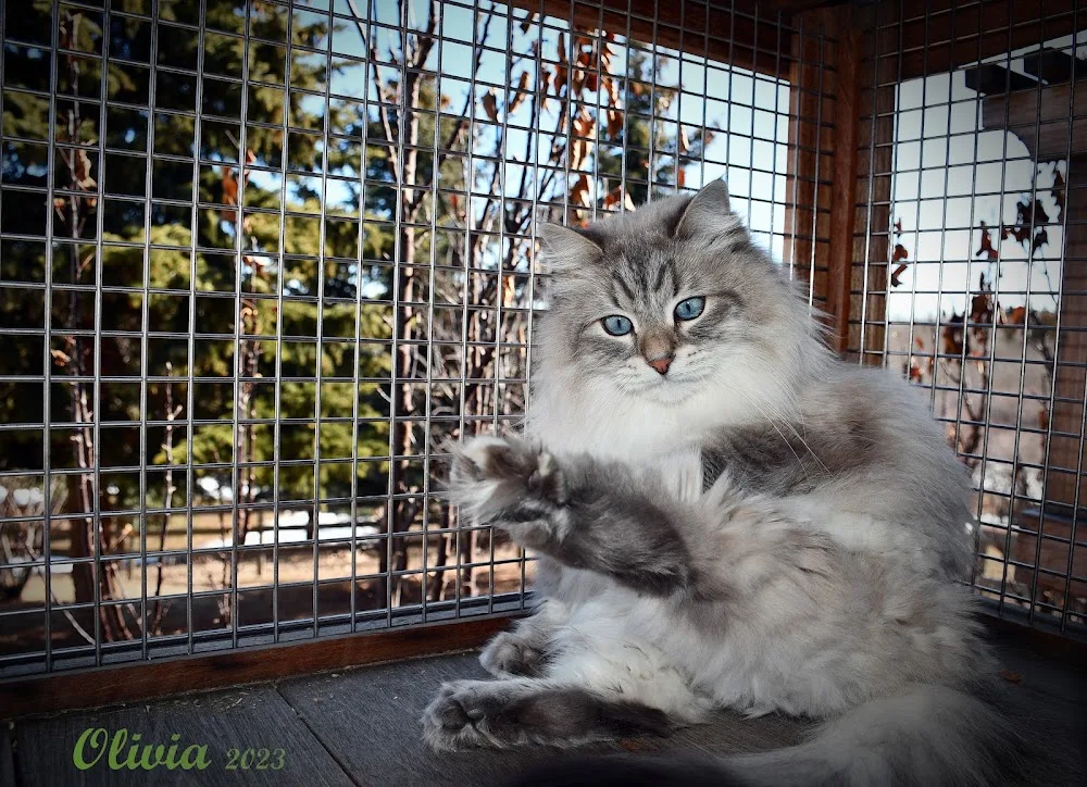 Poshpaws Luxury Cat Resort - Calgary pet otel görseli 2