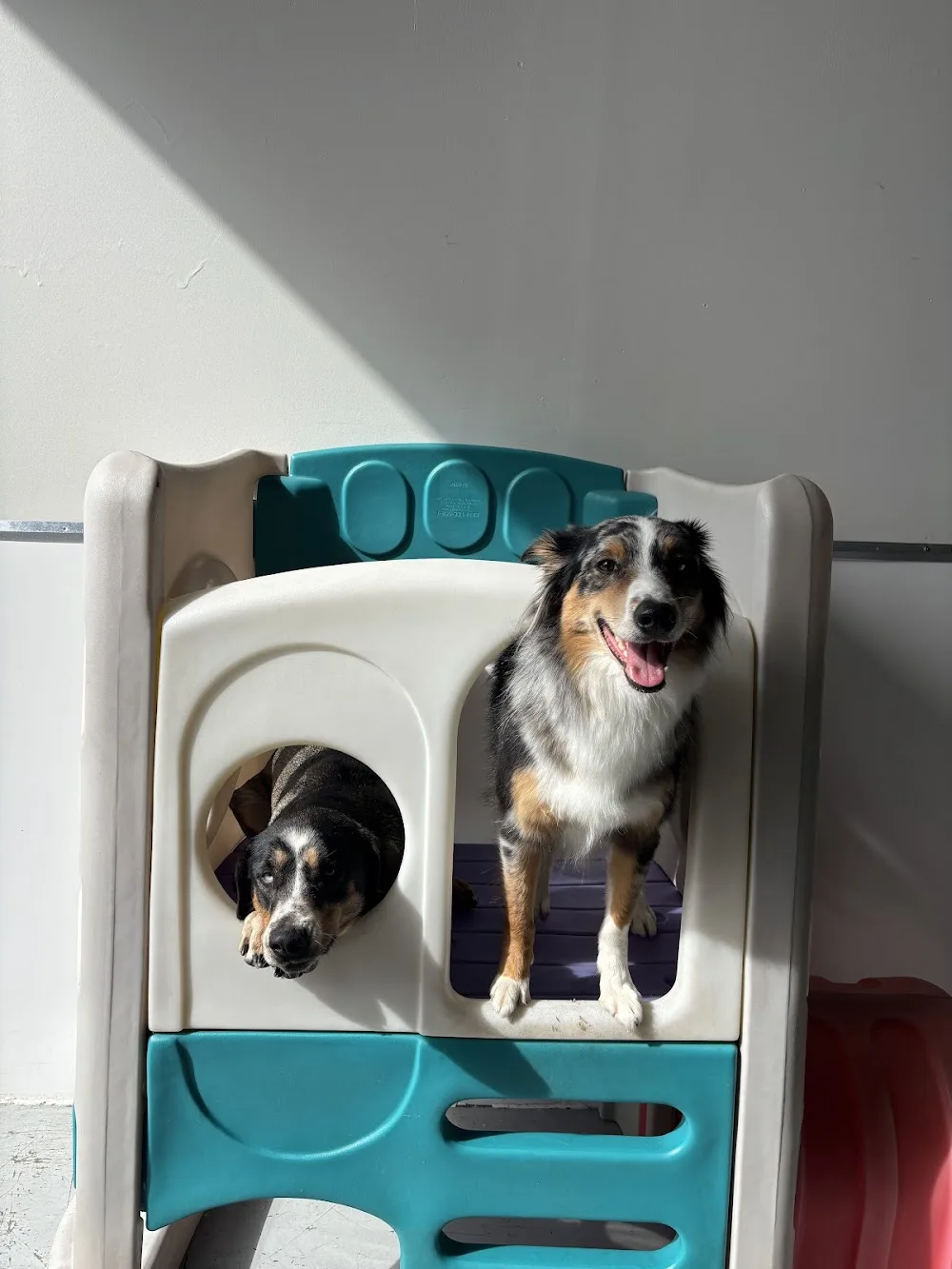 Pup City Doggy Daycare - Calgary pet otel görseli 3