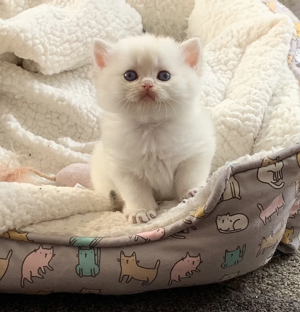 RoyalBritz Cattery - Calgary pet otel görseli 2