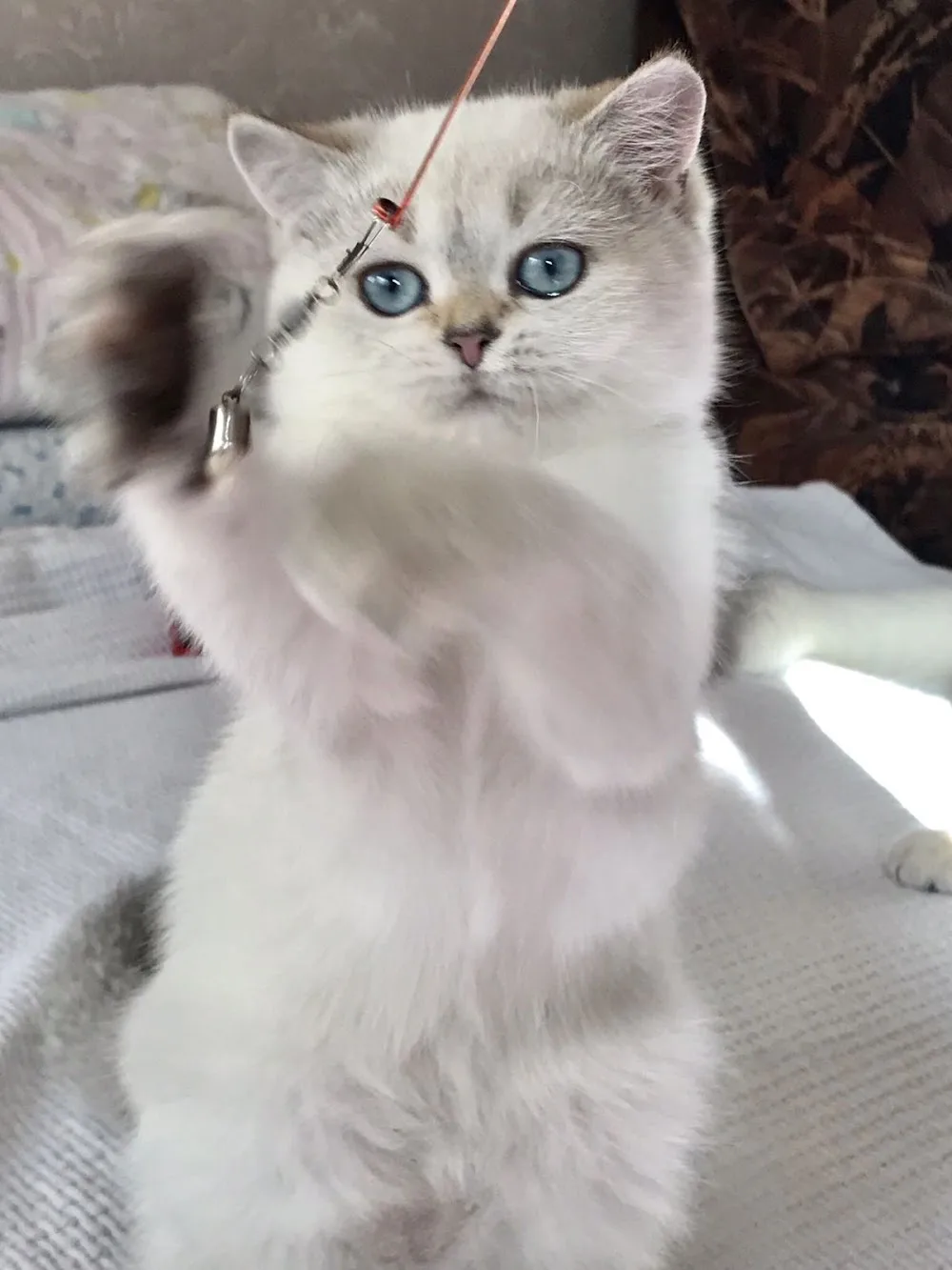 RoyalBritz Cattery - Calgary pet otel görseli 3