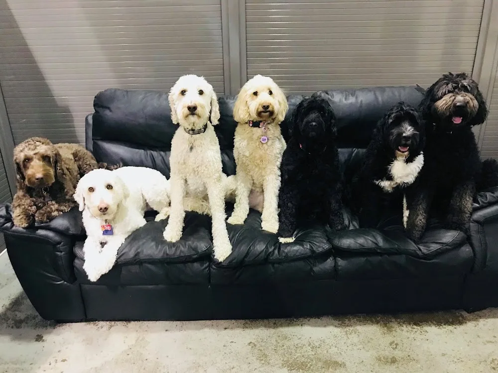 Sleep Rover Doggie Hotel & Daycare - Calgary pet otel görseli 3