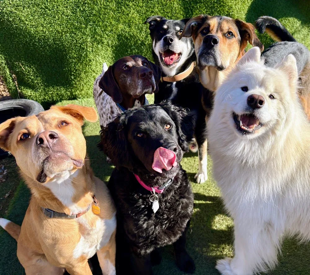 Squish and Charlie's Doggy Daycare & Boarding - Calgary pet otel görseli 2