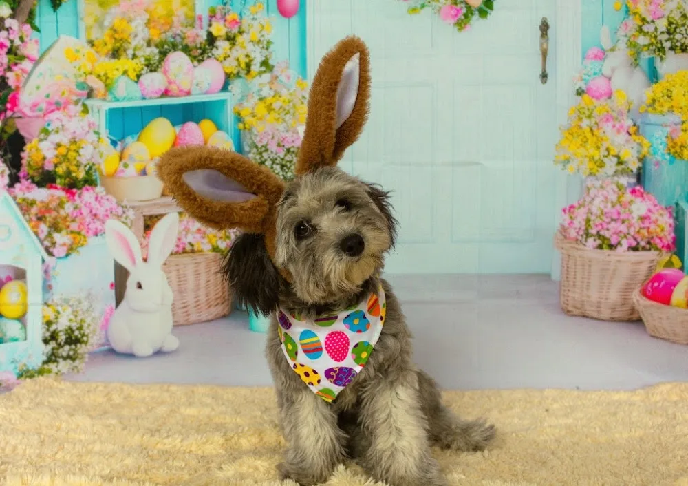 Squish and Charlie's Doggy Daycare & Boarding - Calgary pet otel görseli 3