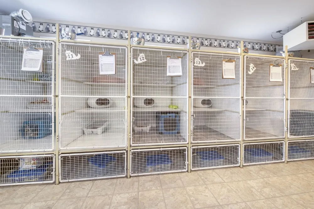 The Cat's Meow Inn - Calgary pet otel görseli 3