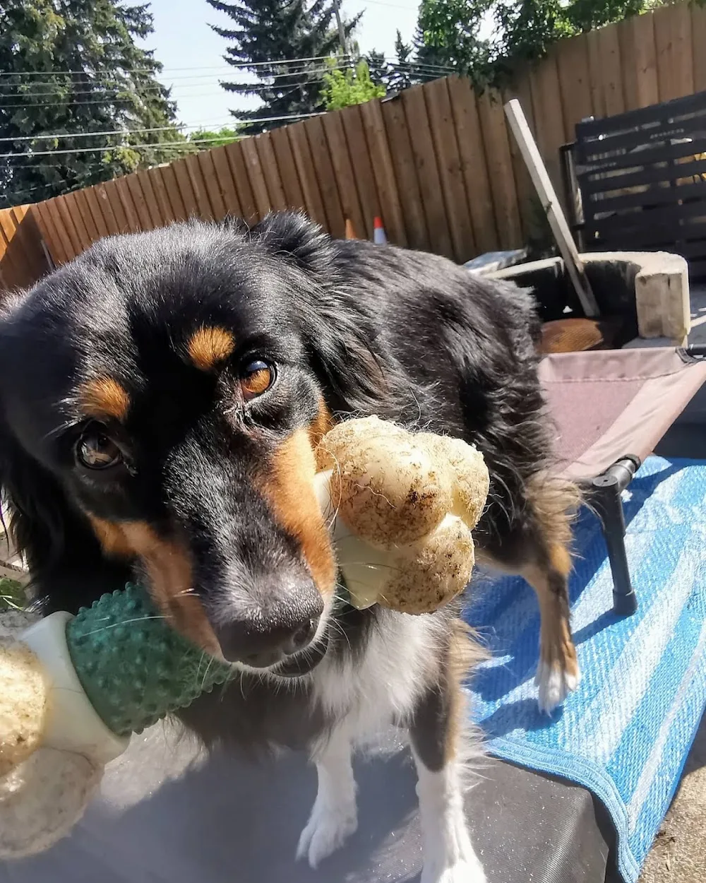 Wildsands Petcare & training - Calgary pet otel görseli 2