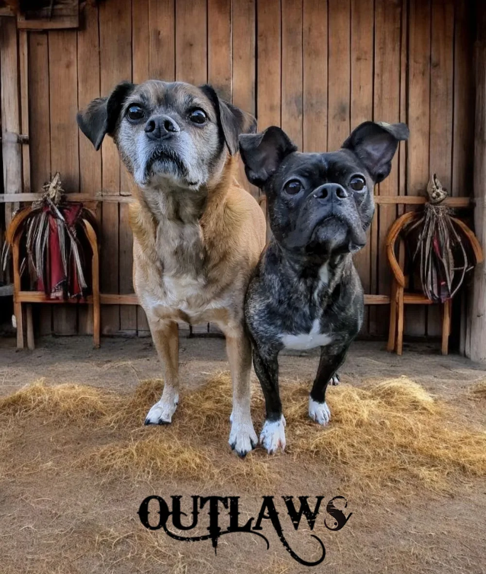 Wildsands Petcare & training - Calgary pet otel görseli 3