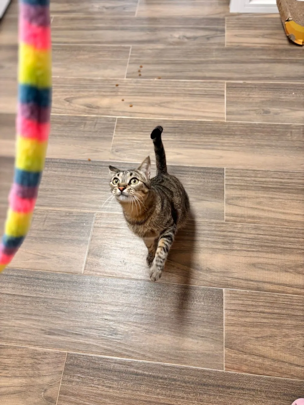 Amakat cat hotel - Calle Fimapaire pet otel
