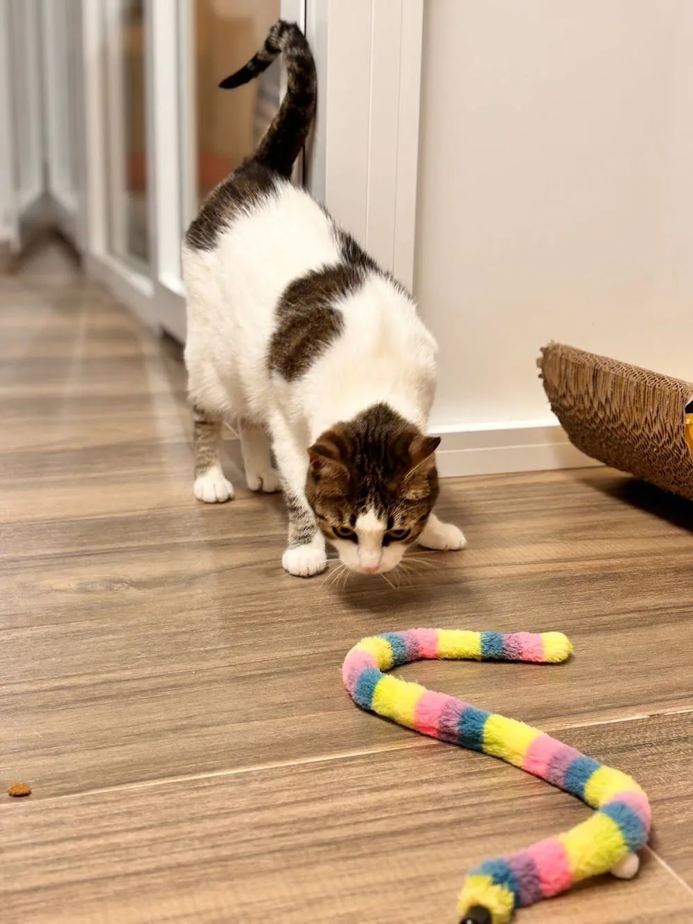 Amakat cat hotel - Calle Fimapaire pet otel görseli 3