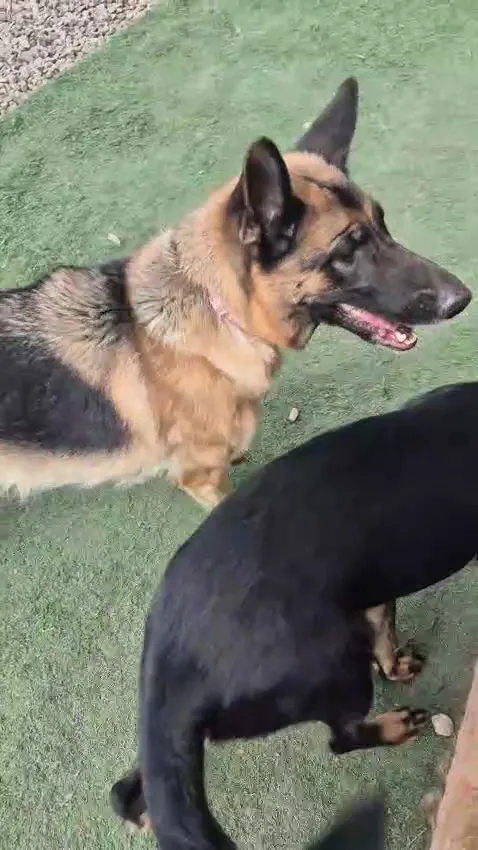 Guardería pensión canina Erbania - Calle Fimapaire pet otel