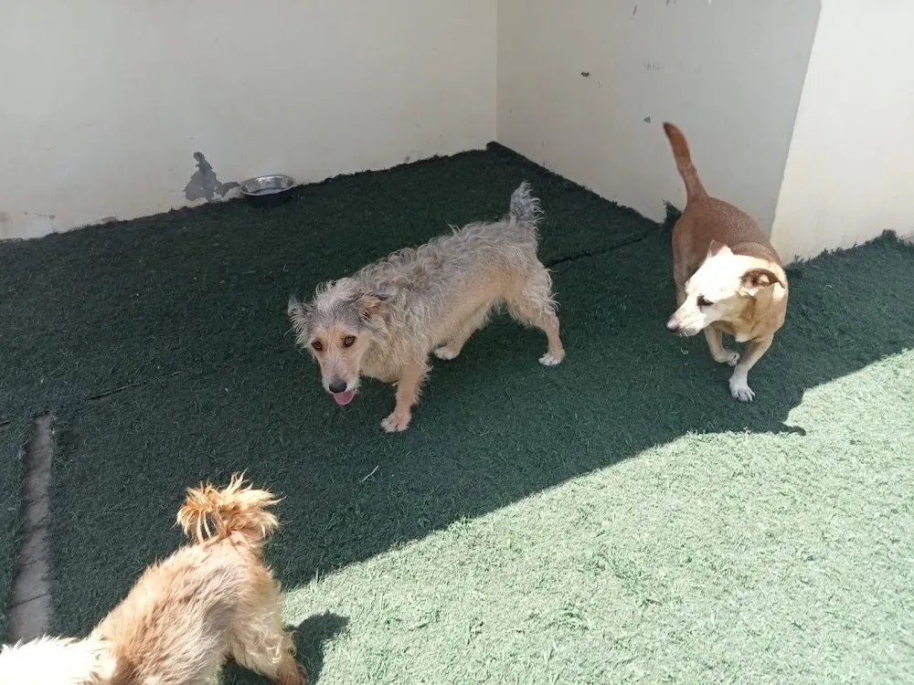 Hotel y residencia canina Fuerteventura - Calle Fimapaire pet otel