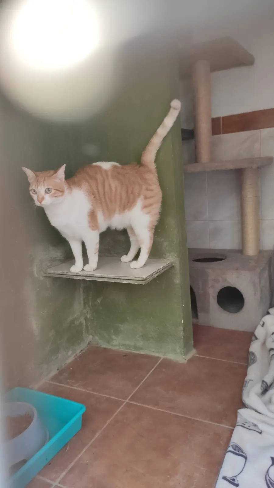 Residencia Felina - Calle Fimapaire pet otel