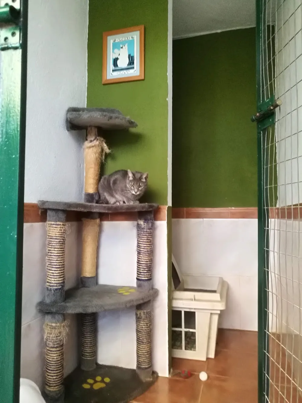 Residencia Felina - Calle Fimapaire pet otel görseli 3