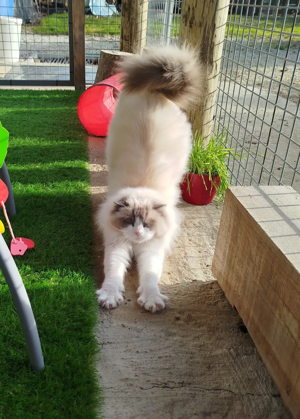 All cat's hotel - Calvados pet otel