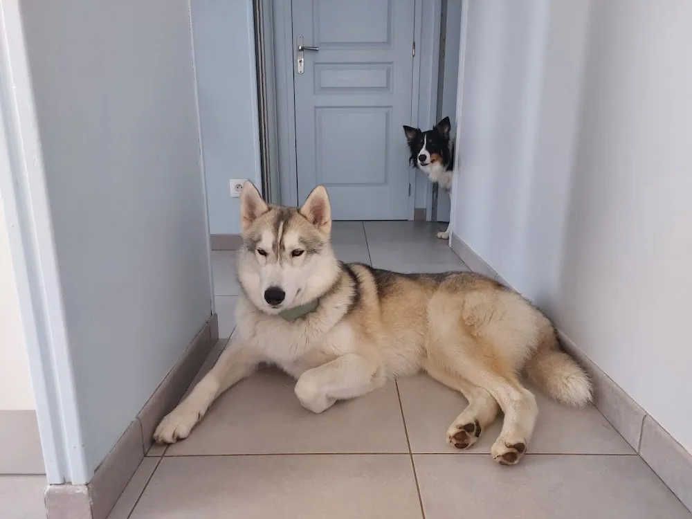 Comme à la maison Pension canine familiale - Calvados pet otel