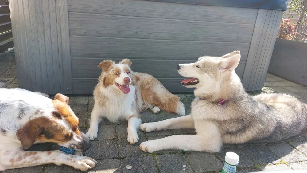 Comme à la maison Pension canine familiale - Calvados pet otel görseli 3