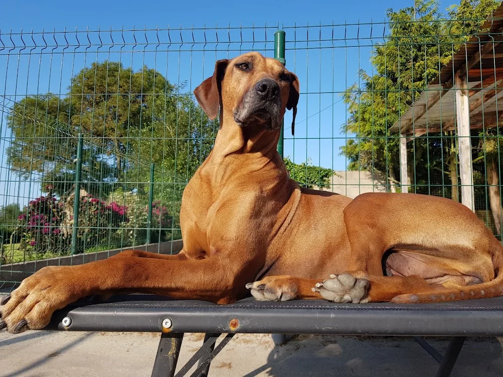 Cosy Time - Mes P'tits Pilous - Calvados pet otel