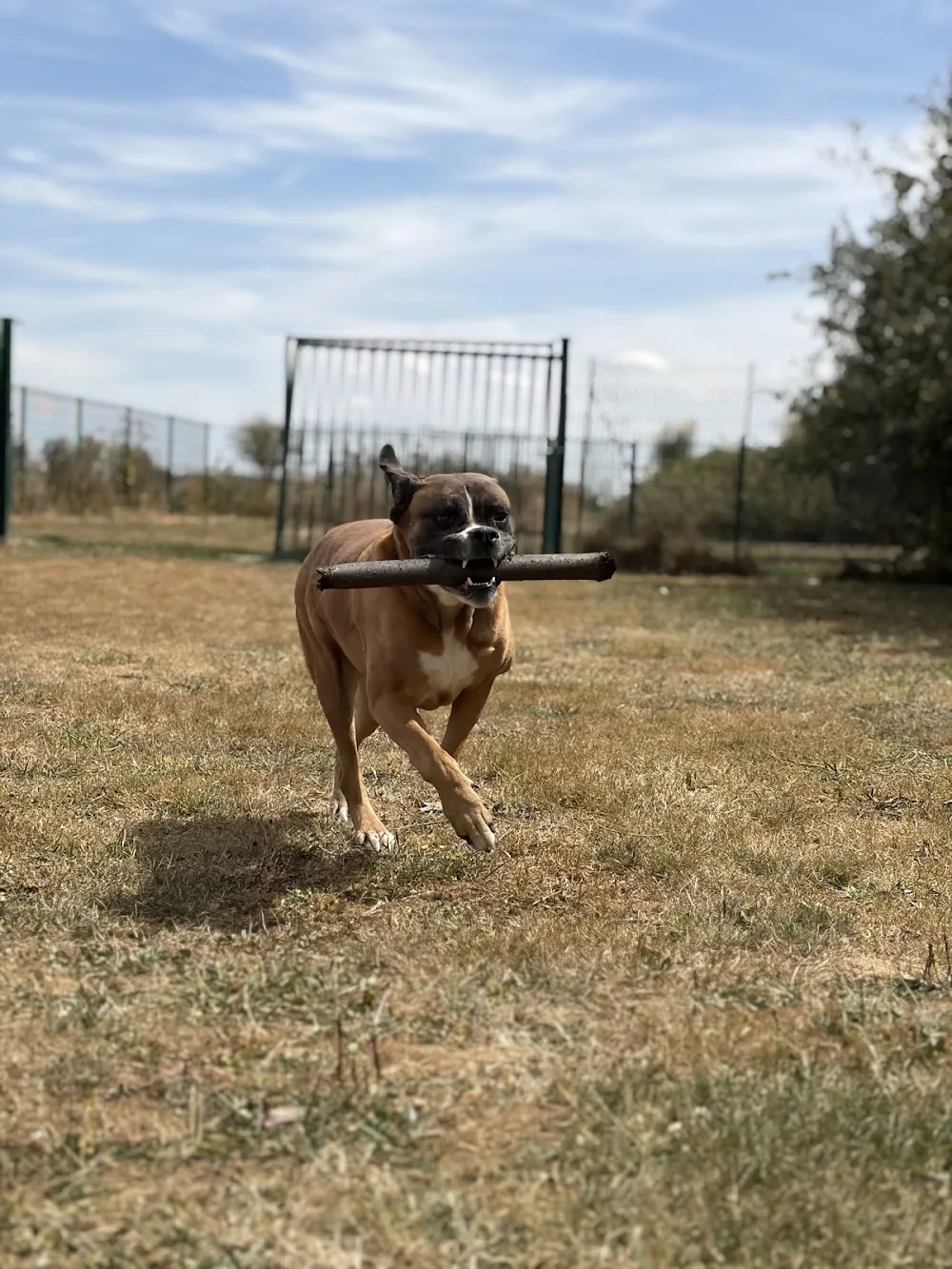 Elevage / pension canine La Sauvignère - Calvados pet otel görseli 6
