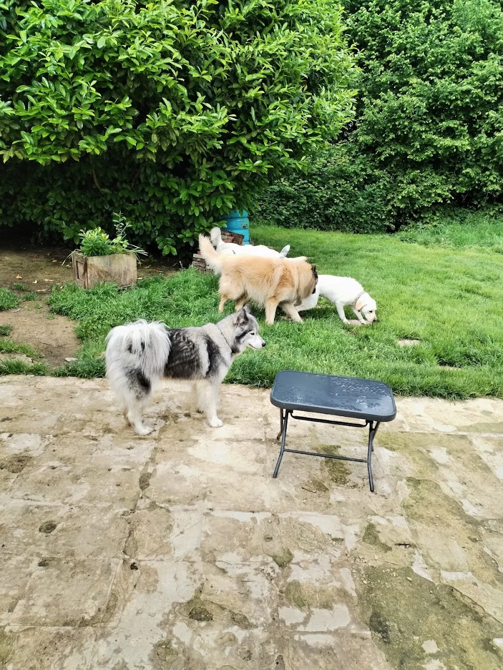 feel-dog - Calvados pet otel