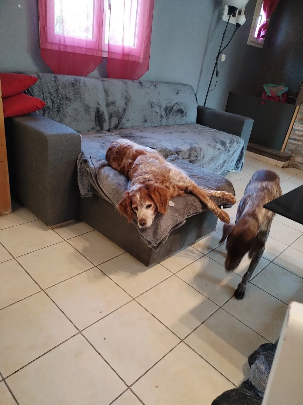 feel-dog - Calvados pet otel görseli 3