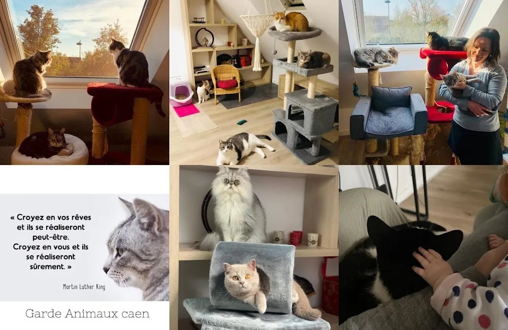 Garde Animaux Caen-Pension pour chats - Calvados pet otel görseli 3