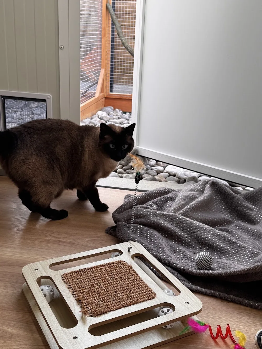 La Pension de Chat'Line - Calvados pet otel görseli 6