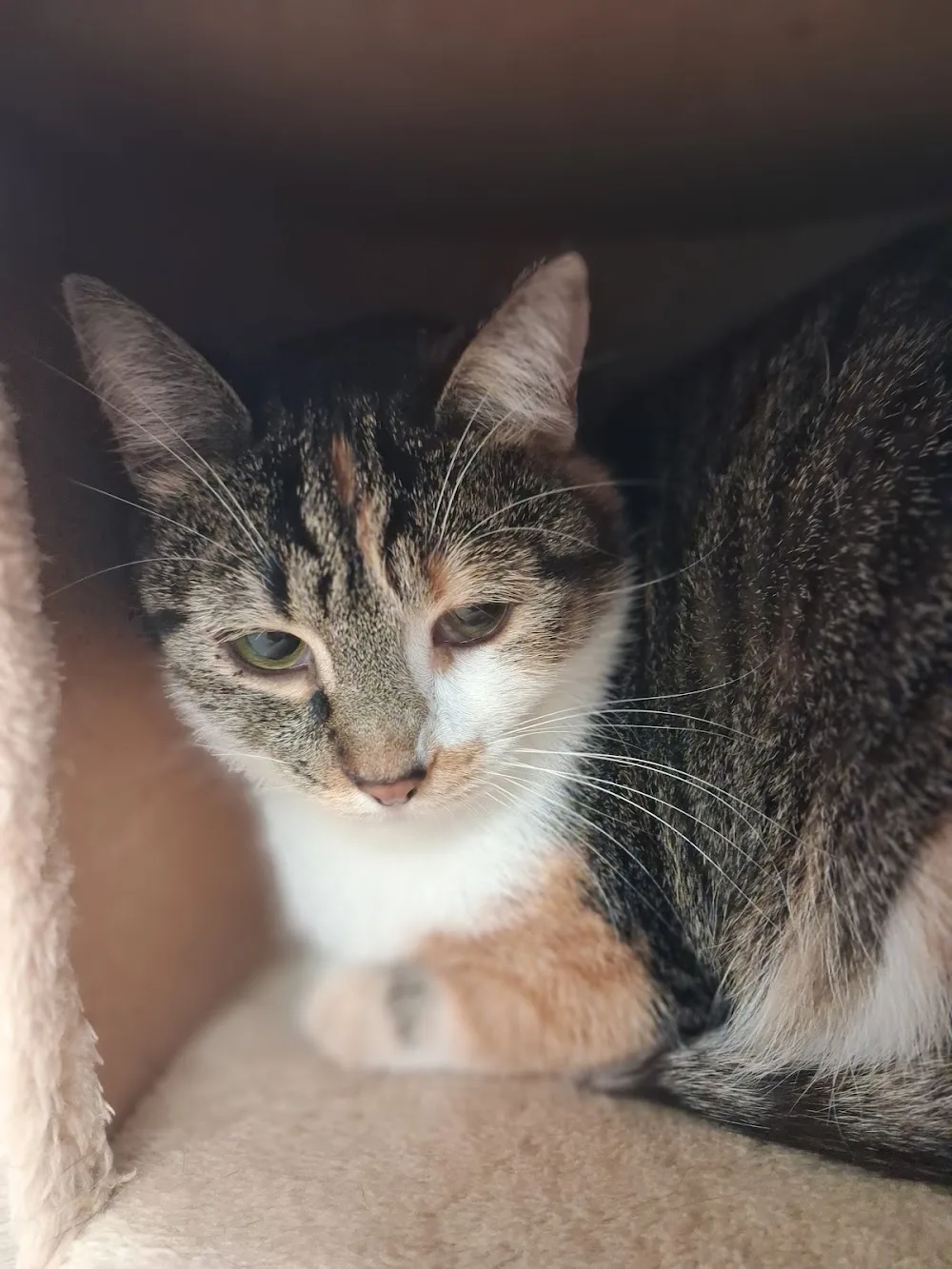 Le chat’l’heureux - Calvados pet otel