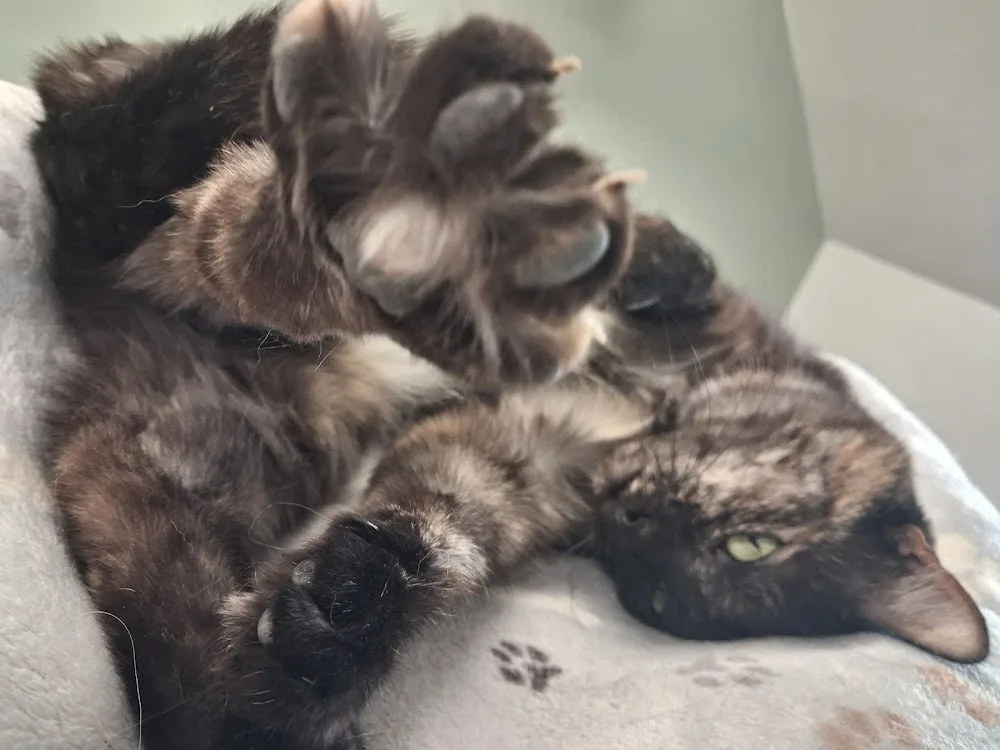 Le chat’l’heureux - Calvados pet otel görseli 3