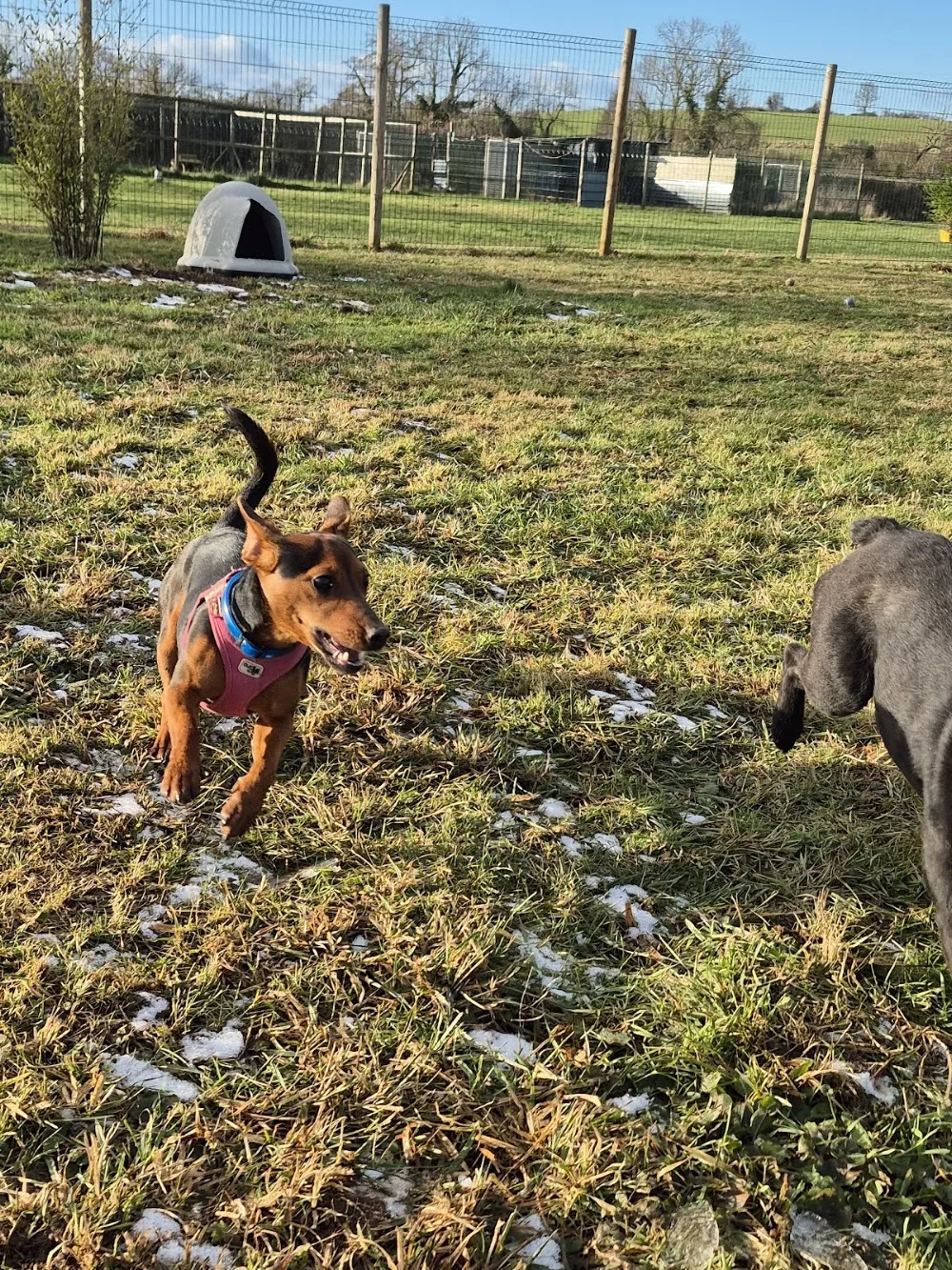 Les Étoiles Normandes – Pension Canine & Féline - Calvados pet otel görseli 3