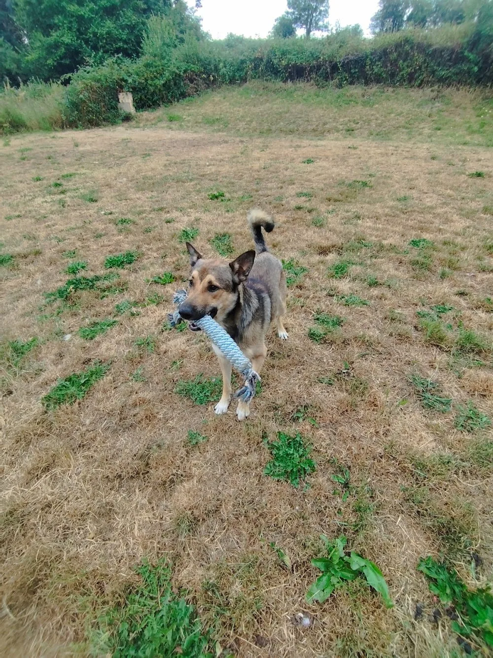 Les Petits Samy de Normandie - Calvados pet otel