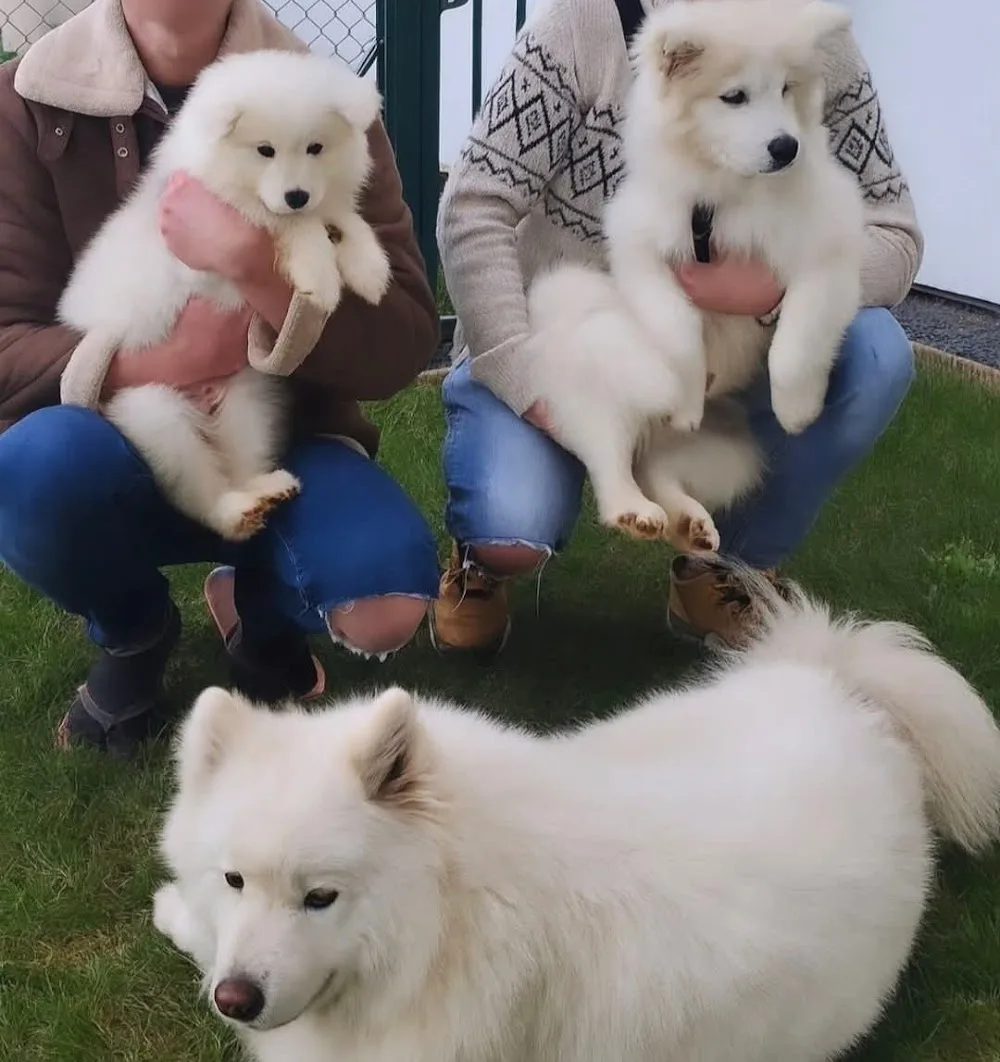 Les Petits Samy de Normandie - Calvados pet otel görseli 3