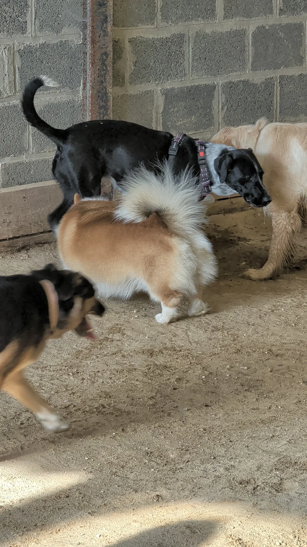 L'évasion canine centre aéré, garderie pour chien - Calvados pet otel