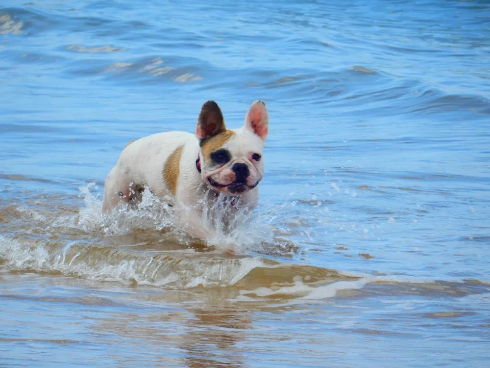 Pension Canine "Comme à la maison" - Calvados pet otel görseli 3