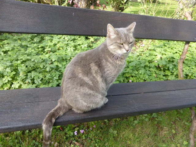 Pension familiale pour Chats "Sweet home cattery" - Calvados pet otel görseli 2