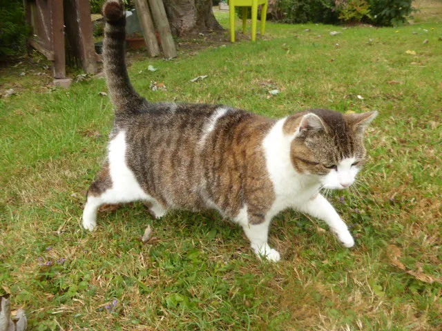 Pension familiale pour Chats "Sweet home cattery" - Calvados pet otel görseli 3