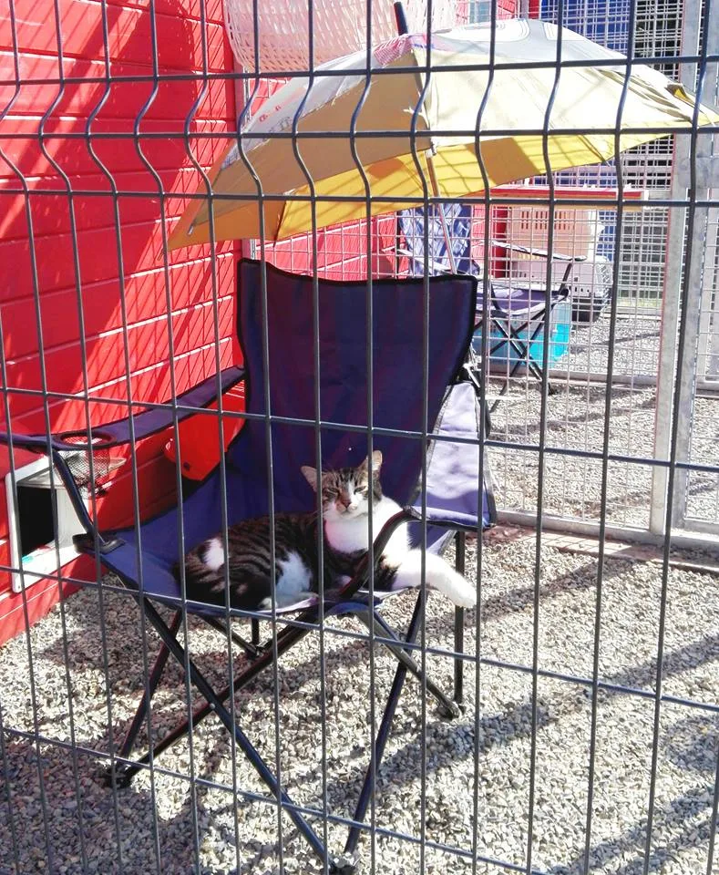 PENSION LES FELINS DE L'ECLIN - Calvados pet otel görseli 2