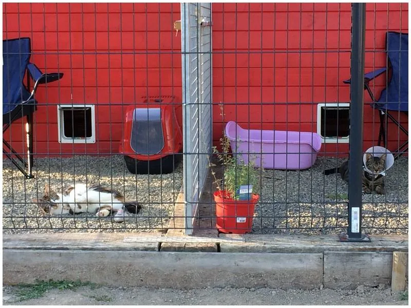 PENSION LES FELINS DE L'ECLIN - Calvados pet otel görseli 3