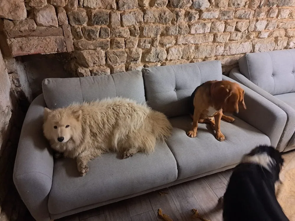 Pension/Garderie CHIENS Ô'Rêve du Glay - Calvados pet otel görseli 3