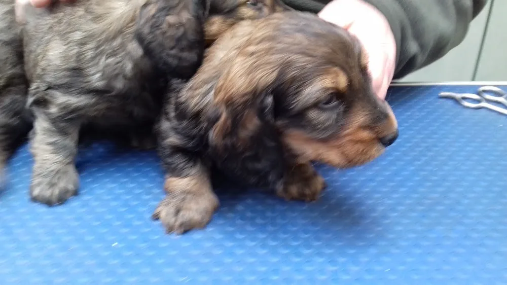 Africandawns Dog Training Centre & Boarding Kennels - Cambridgeshire pet otel