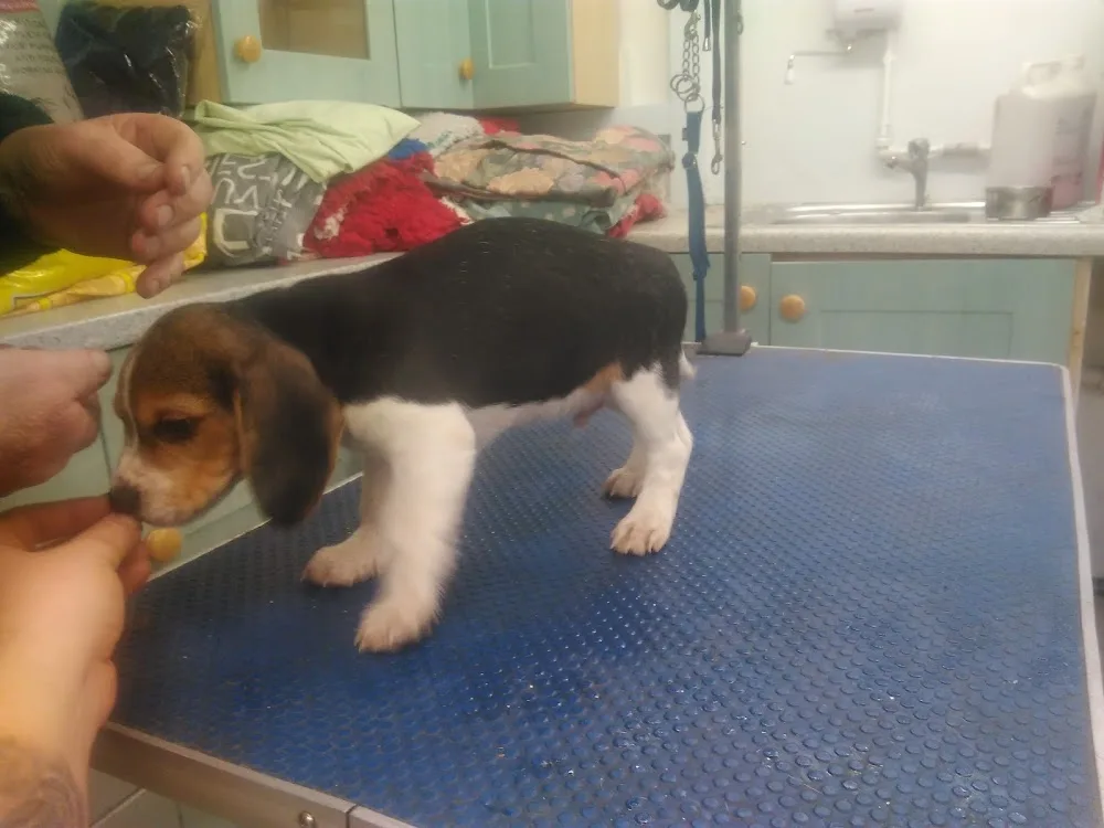 Africandawns Dog Training Centre & Boarding Kennels - Cambridgeshire pet otel görseli 3
