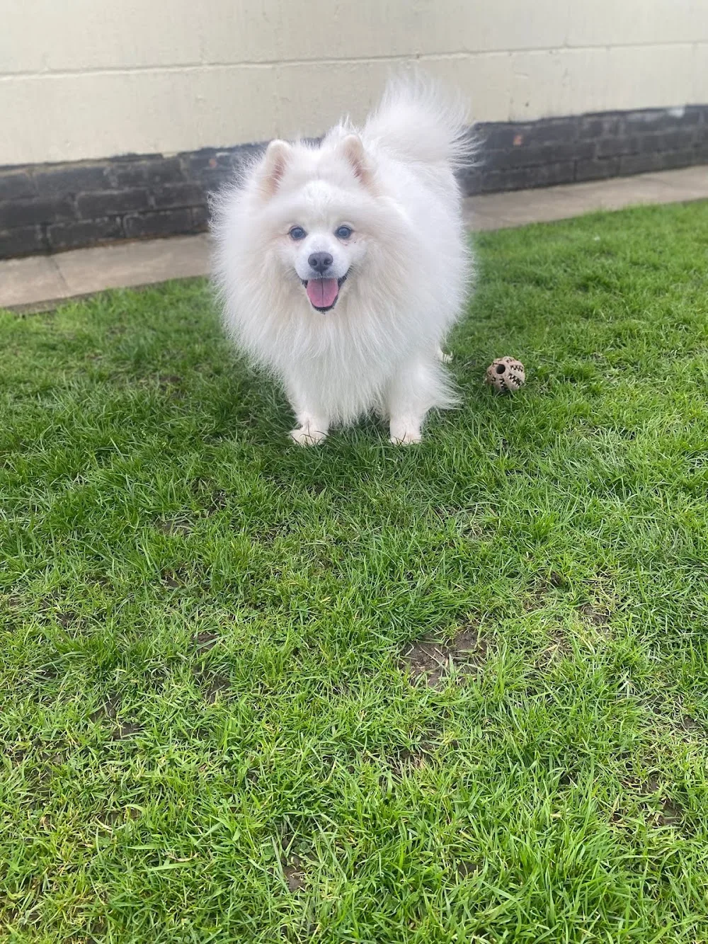 Amberlea Country Kennels & Cattery - Cambridgeshire pet otel