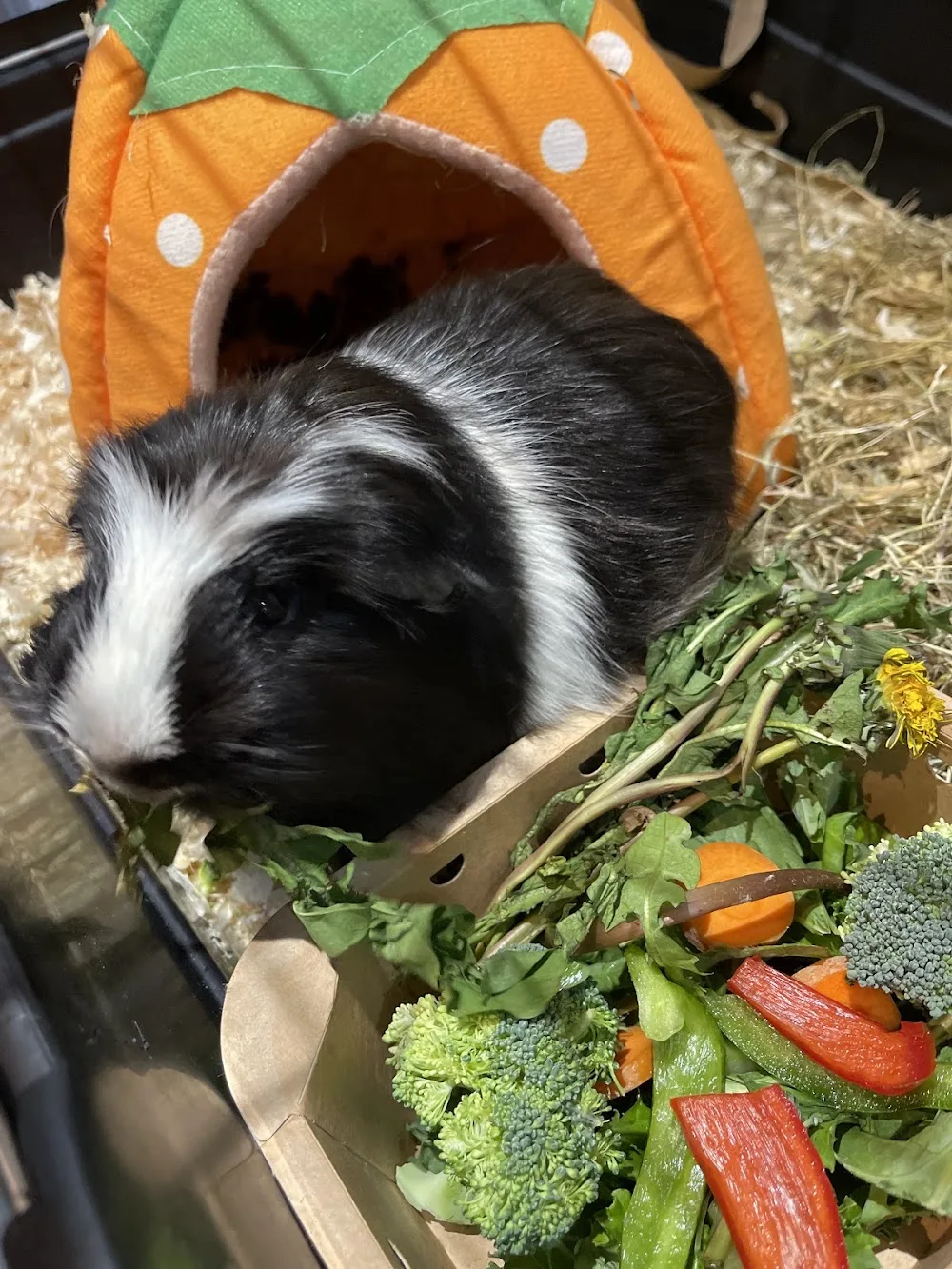 Animalhouse2020 Small Animals Boarding - Cambridgeshire pet otel görseli 3