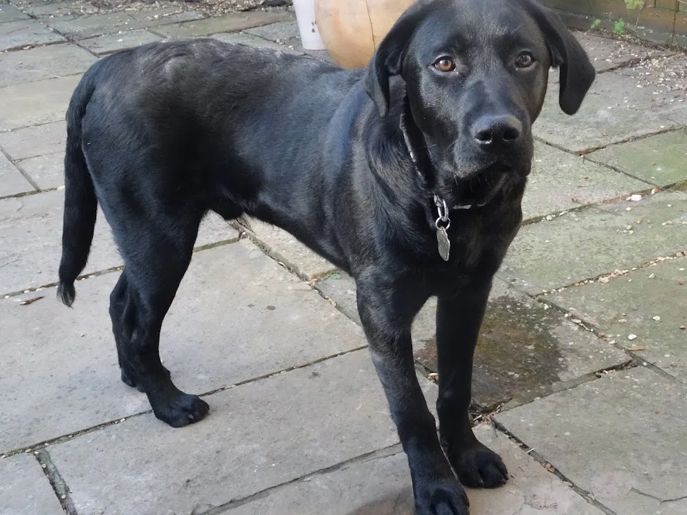 Beck Row Guest House For Dogs - Cambridgeshire pet otel