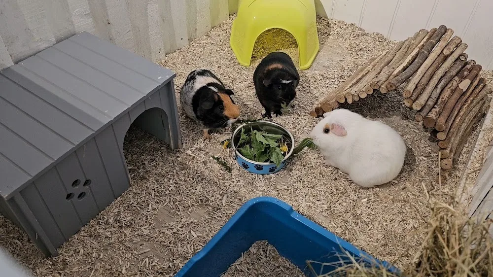 Buckley's luxury small pet hotel - Cambridgeshire pet otel görseli 3