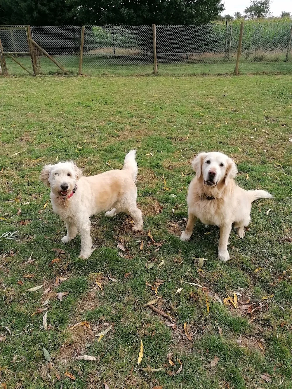 Cosy Kennels and Cattery - Cambridgeshire pet otel