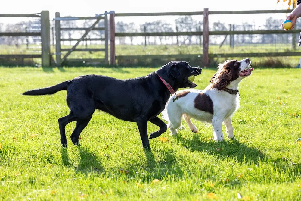 Cozy Pets Boutique Hotel - Cambridgeshire pet otel görseli 3