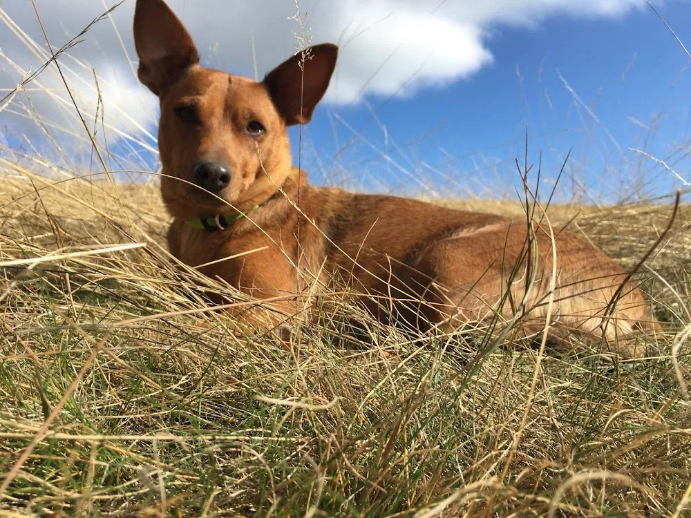 Eco Dog Home Boarding - Cambridgeshire pet otel görseli 3