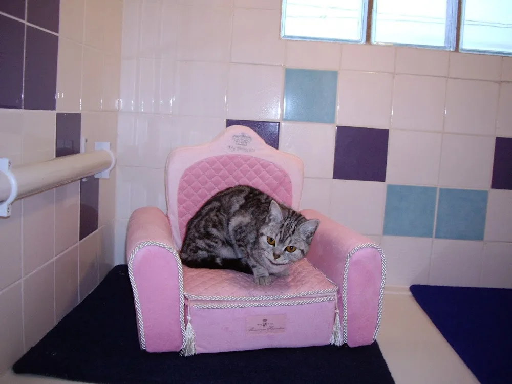 Feline at Home Cat Hotel - Cambridgeshire pet otel görseli 3